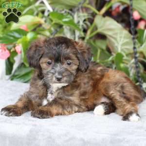 Remi, Yorkie Poo Puppy